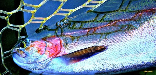 Photography-big trout-rainbow-fly fishing-Springtime-SwittersB