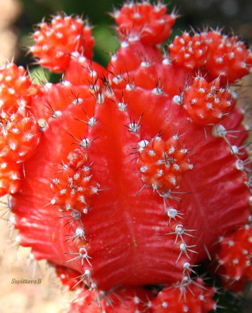 photography-cactus bloom-California-travel-macro lens-SwittersB