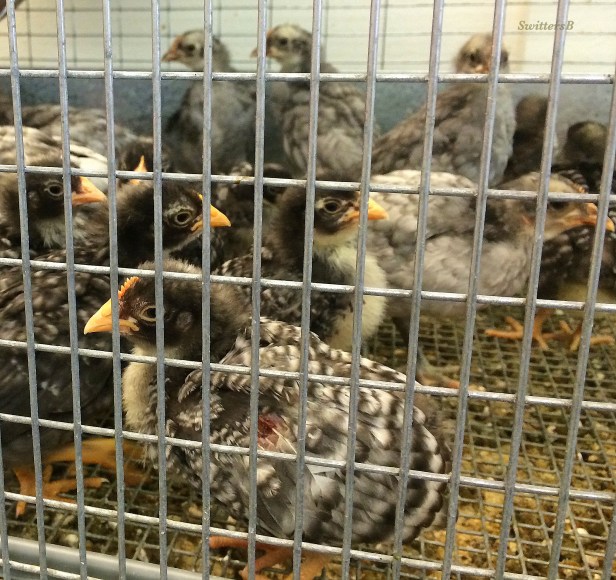 photography-chicks-hens-feed store-SwittersB