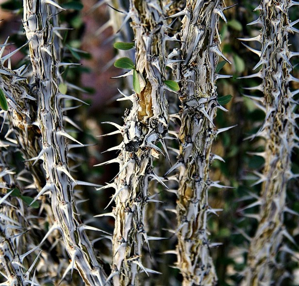 photography-cholla cactus-swittersb-thorns-privacy