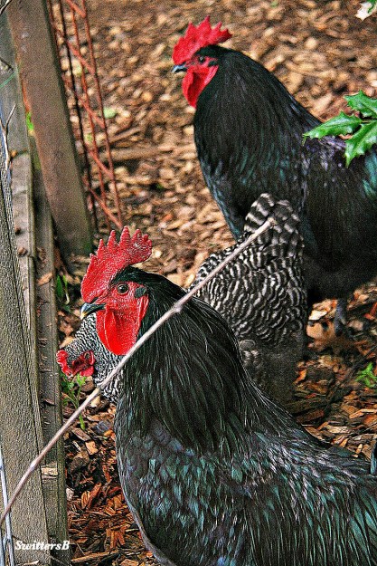 photography-early risers-chickens-roosters-SwittersB