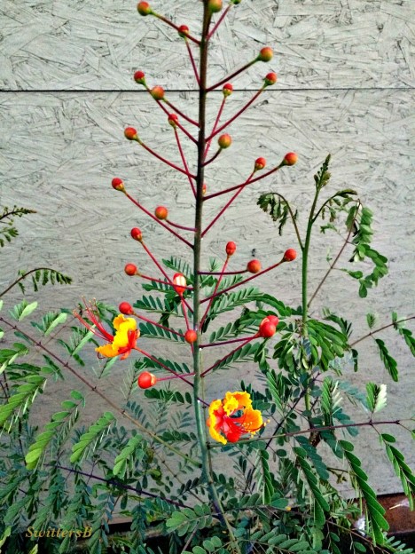 photography-gardening-blooms-desert-SwittersB