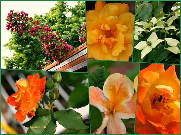 photography-gardening-flowers-macro-photography-SwittersB