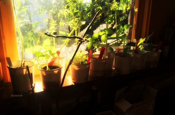 photography-gardening-starts-window-light-SwittersB