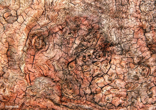 photography-imagination-wood-faces-SwittersB