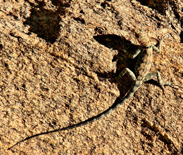 photography-lizard-banded-desert-tahquitz-SwittersB
