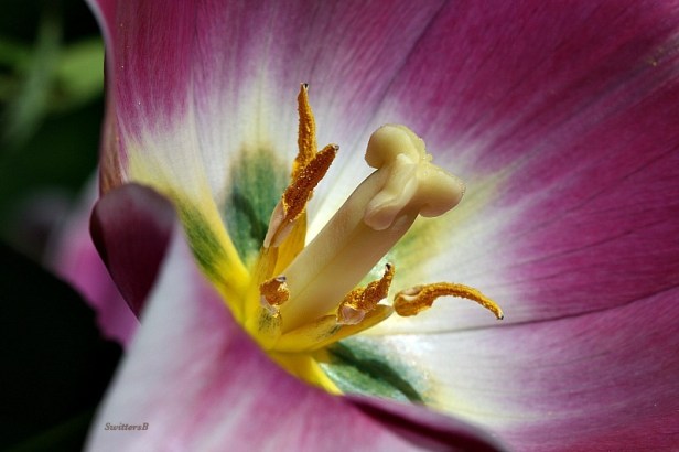photography-macro-flower-stemens-pistols-SwittersB
