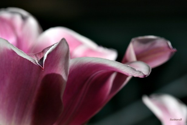 photography-macro-flowers1-SwittersB