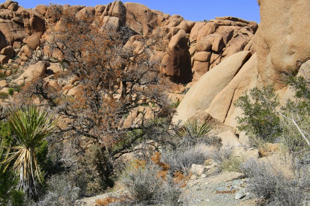 photography-Mojave Desert-Joshua Tree-rustic