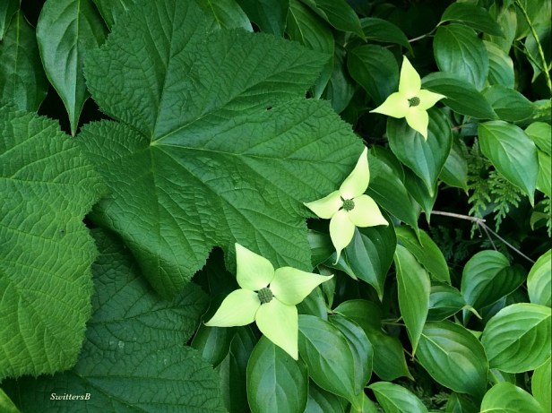 photography-native dogwood-gardening-native species-SwittersB