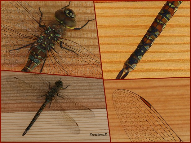 photography-nature-dragon fly-macro-SwittersB