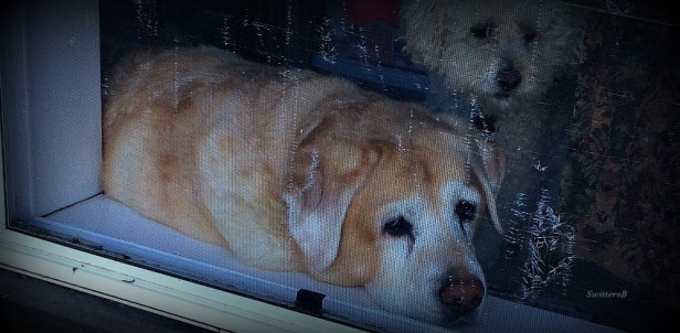 Photography-Pets-Waiting-SwittersB