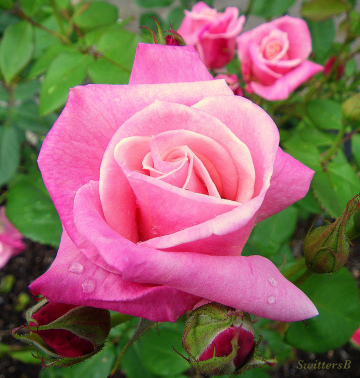 photography-pink rose-SwittersB