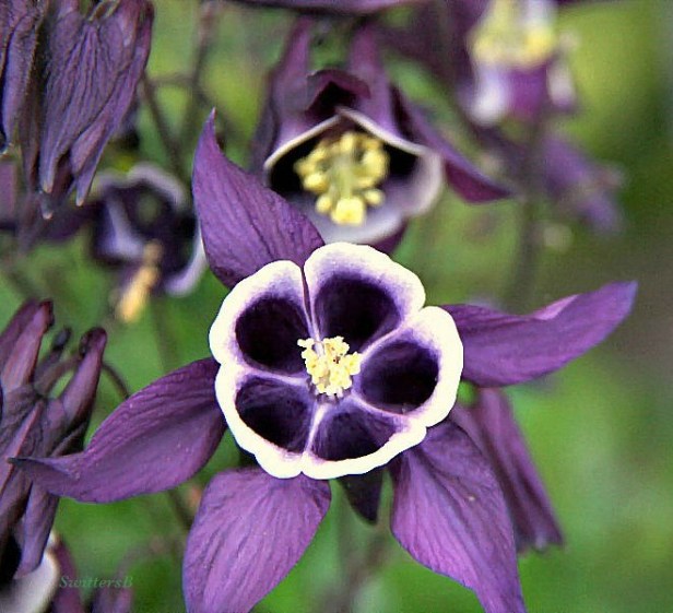 photography-purple flowers-SwittersB
