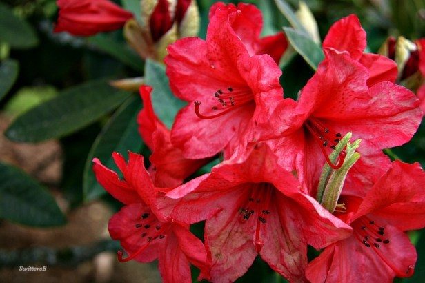 photography-rhododendron-flowers-Spring-Gardening-SwittersB