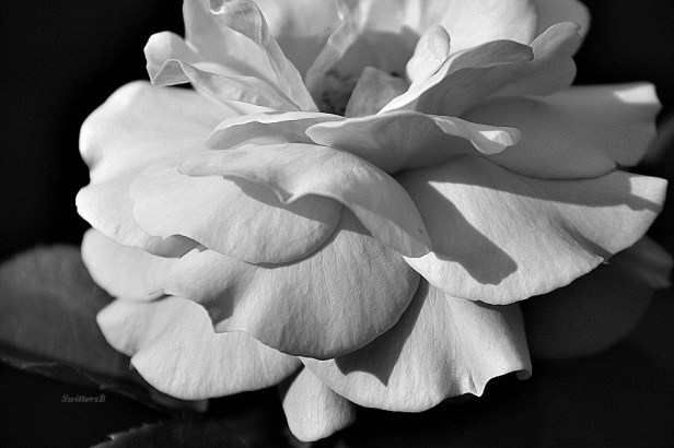 photography-rose-black and white-gardening-SwittersB