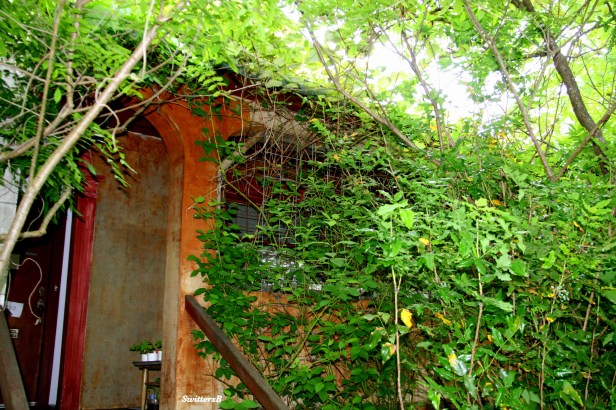 Photography-SwittersB-Cottage-Vines