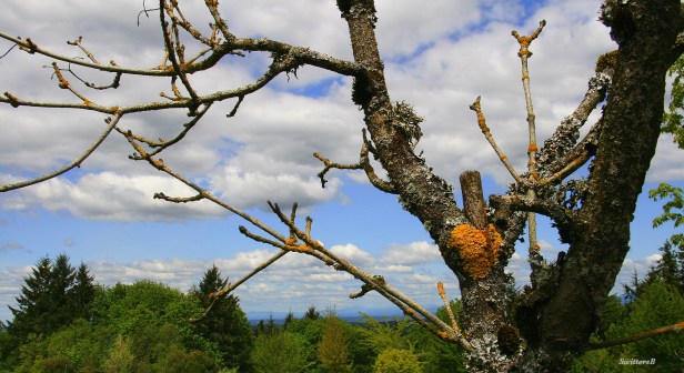 photography-SwittersB-dead tree-nature