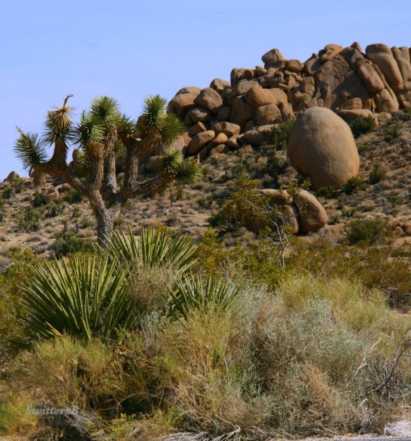 photography-SwittersB-Joshua Tree-desert landscape