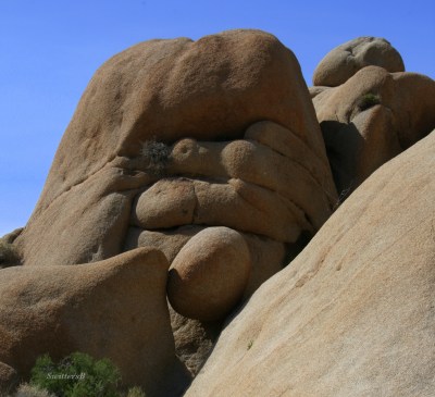 photography-SwittersB-Joshua Tree-in the grip