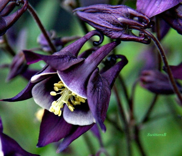 photography-SwittersB-Macro-Purple Flowers