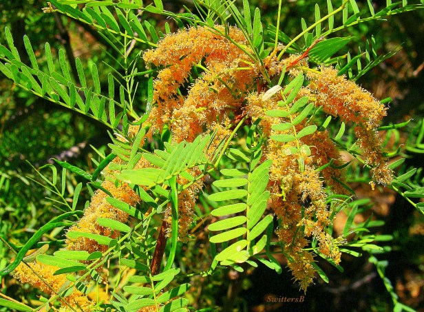 photography-SwittersB-mesquite-trees-Cahuilla-Tahquitz