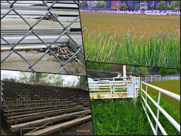 photography-SwittersB-Rodeo-County Fair