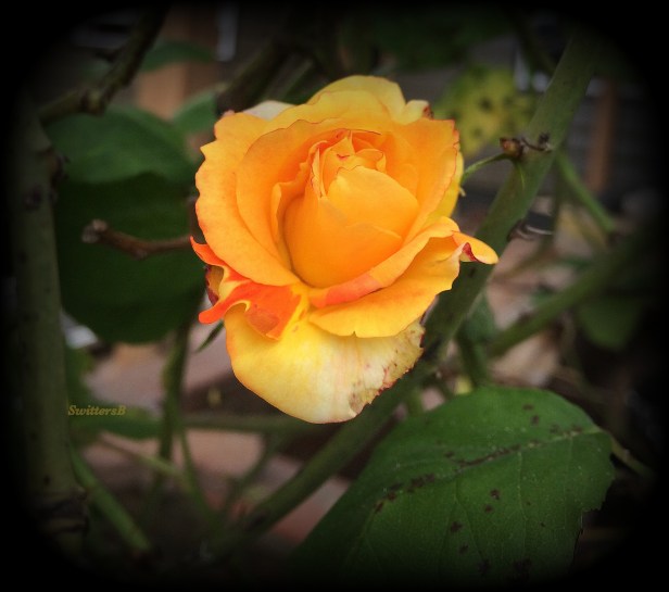 photography---swittersb-yellow rose-forgotten