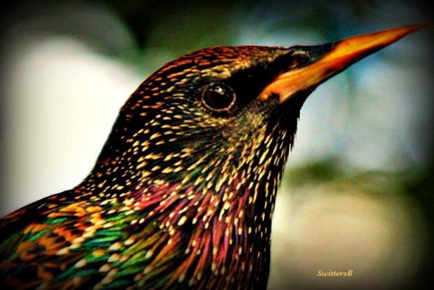 photography-telephoto-bird-birding-nature-SwittersB