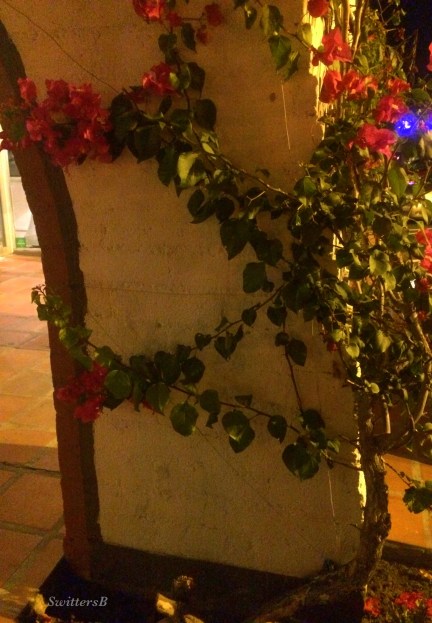 photography-vines-SwittersB-flowers-surrounded