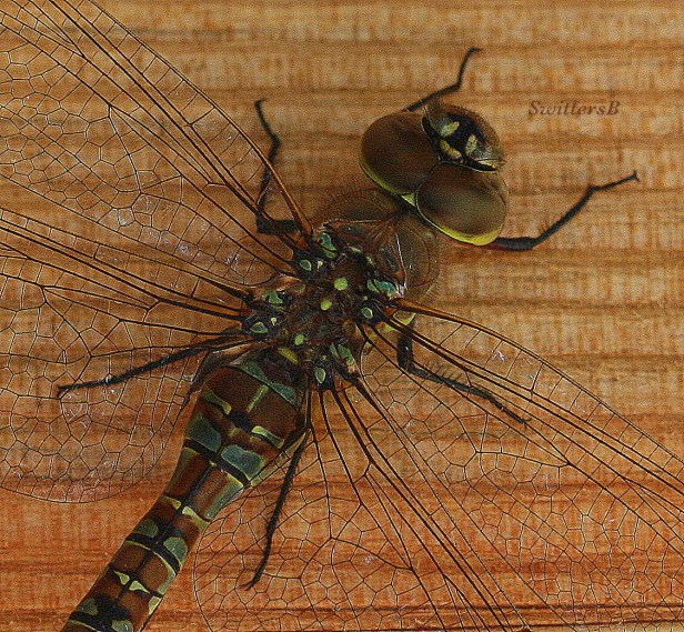 photogtaphy-macro-dragon fly-photography-close up-SwittersB