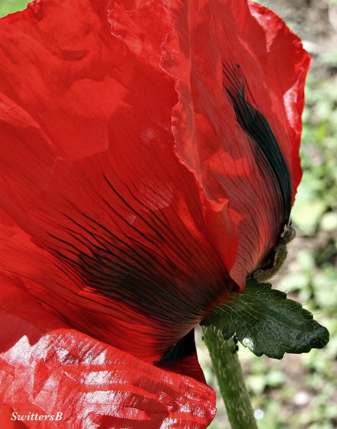 Poppy-Back-Garden-Flower-Macro-Photography-SwittersB