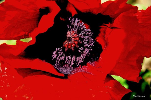 Poppy-Flower-Garden-Macro-Photography-SwittersB