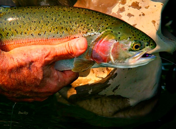 rainbow trout-photography-fly fishing-SwittersB-Bucky