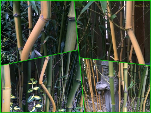 bambb-garden-health-photography-SwittersB