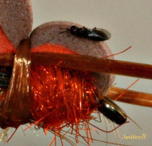 bug-fly tying-macro-photography-SwittersB