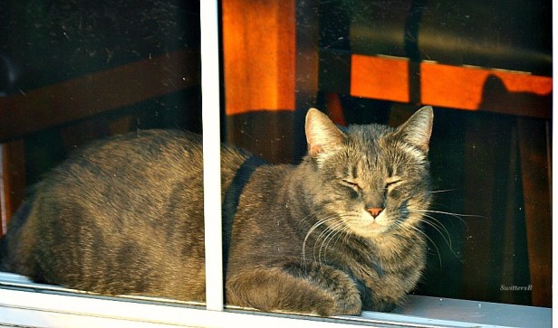 Cat-Cats-Tabby-Penny the Cat-Sunset-Photography-Pets-SwittersB