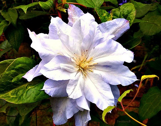 Clematis-Flowers-Gardening-Macro Photography-Photography-Chalcedony SwittersB