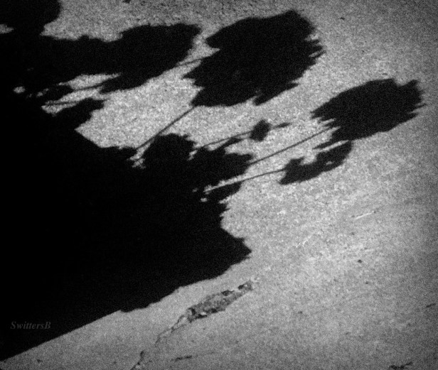 flowers-garden-shadows-sunlight-photography-SwittersB