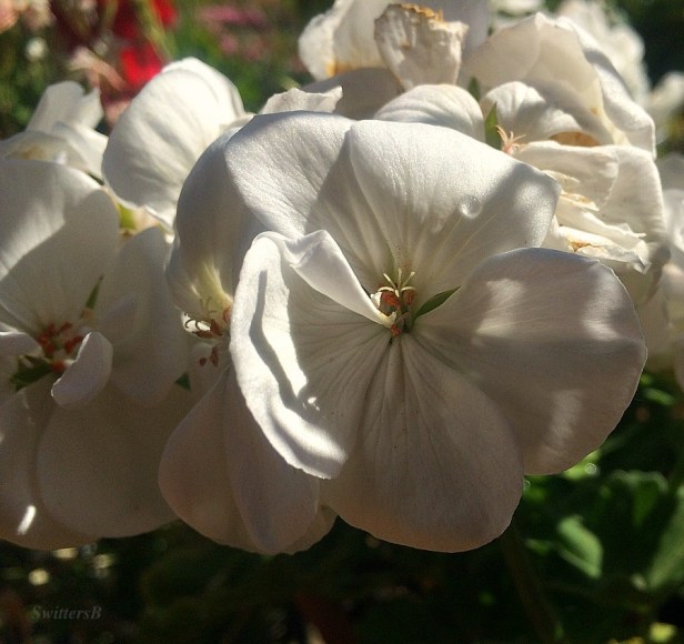 flowers-garden-SwittersB-photography