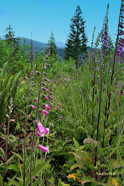 Foxglove-Wilderness-Photography-SwittersB-Forest