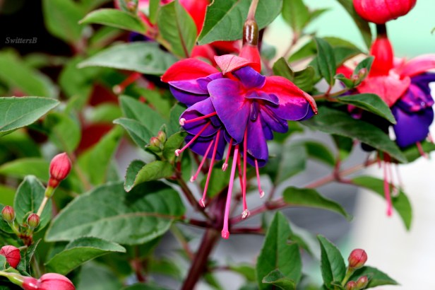 fuchsias-photography-gardening-SwittersB-flowers