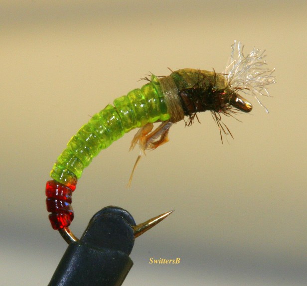 green pupa-macro photography-fly pattern-SwittersB