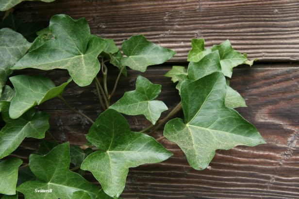 Ivy-Boards-Rustic-Photography-SwittersB