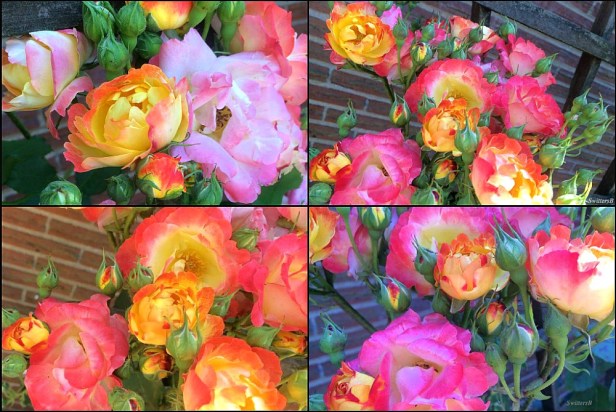 Josephs Coat-photography-garden-roses-SwittersB-climbing rose