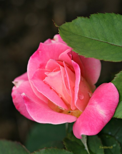 macro-photography-rose-water droplets-garden