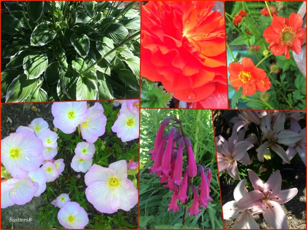 Mollys Garden-gardening-photography-SwittersB