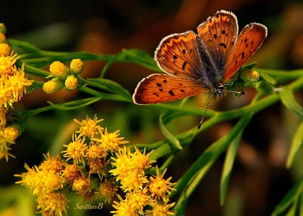 moth-butterfly-photography-moth-nature-SwittersB
