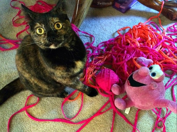 Ninnie the Cat-Mr. Bubbles-ribbon-mischief-photography-SwittersB