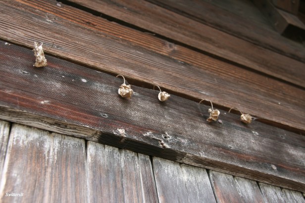 Old Shed-SwittersB-Rustic-Photography